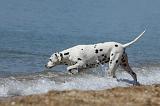 DALMATIEN 228